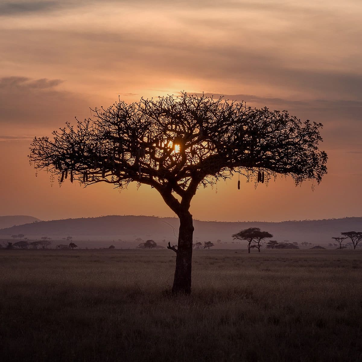World Music